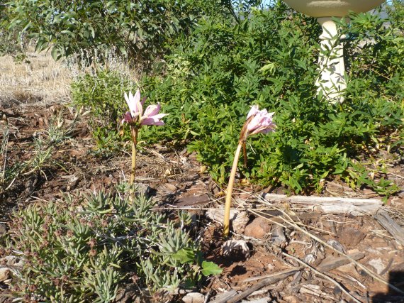 Easter Lilies in the pink garden